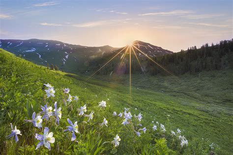 Colorado Wildflower Images Columbine At Sunrise Near Crested Butte