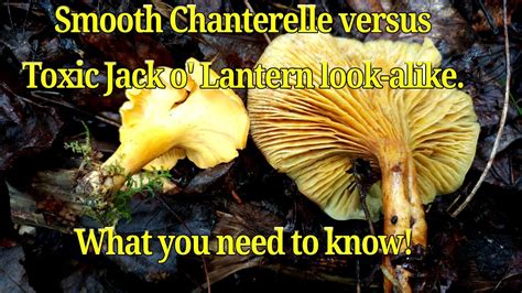 Chanterelle Mushrooms Compared To Toxic Look Alike Jack O Lantern