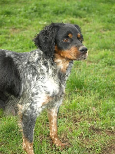De 46 a 51 cm como máximo en el macho. Accueil - Elevage de monesties - eleveur de chiens ...
