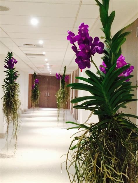 We invite them to shop either way. Hanging Vandas At 1Hotel Miami Beach | Vanda orchids ...