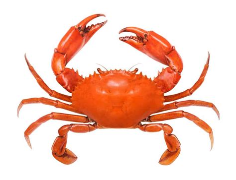 10 Different Types Of Crabs Nayturr