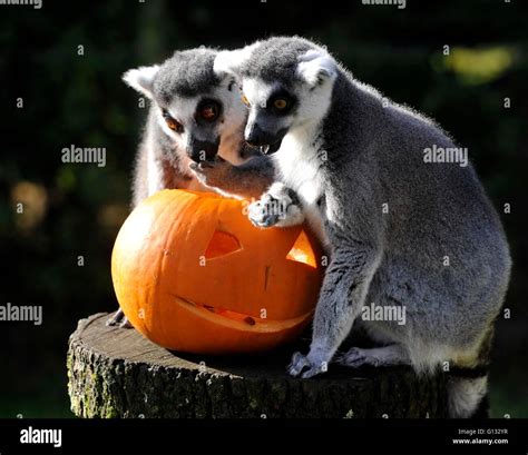 Zsl Whipsnade Zoos Animals Are Tucking Into Halloween Inspired Treats