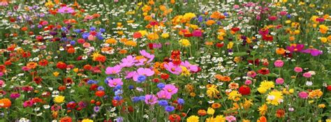 Field Of Spring Flowers Facebook Cover Photo