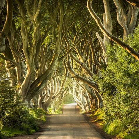 Meet Irelands Eerie Dark Hedges Tunnel Dark Hedges Hedges Pretty