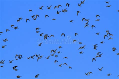 Marsh Birds In Flight Spring Migrations Europe Africa Stock Image