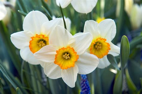 How To Grow Daffodils And Narcissus Dutchgrown™