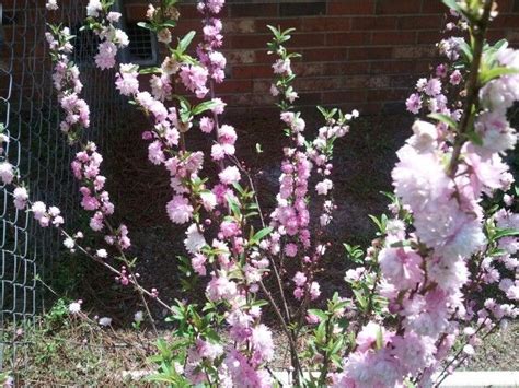 I've been growing this shrub for more than five years in my northern tennessee garden. Pink Flowering Almond Shrub | Shrubs, Plants, Garden