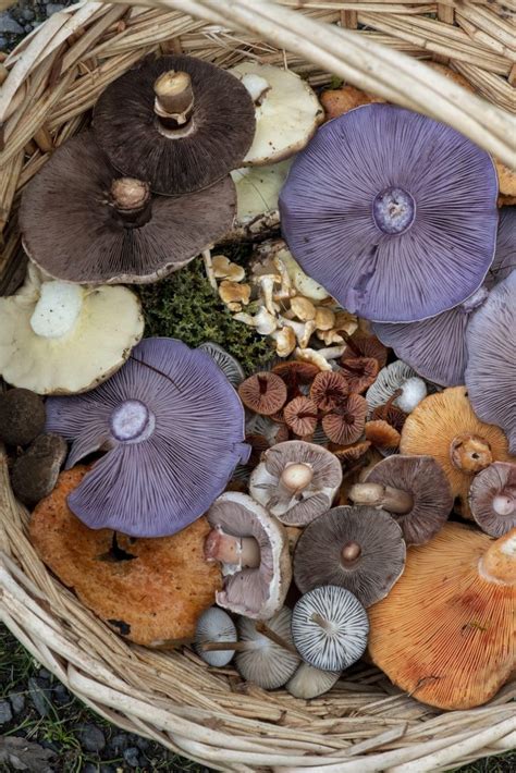 Wild Mushrooming A Guide For Foragers Book Review Tanya Loos