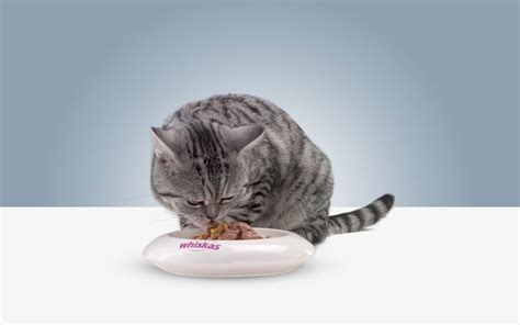 Как приучить кошку к новому корму? | WHISKAS®