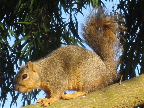 Are squirrels good for the garden. Late to the Garden Party: Thieving Squirrels