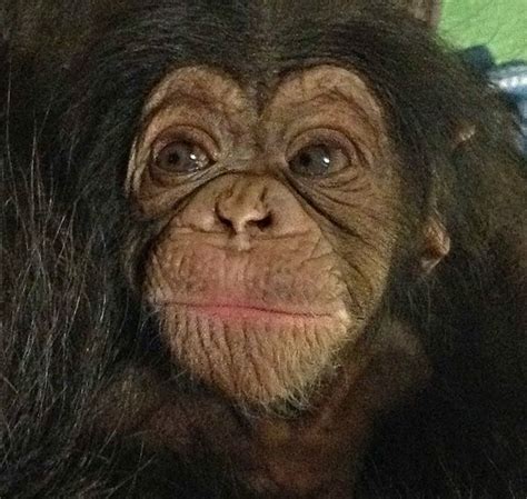 Its A Girl Baby Chimpanzee Born At North Carolina Zoo