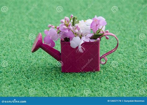 Pink Flower In Tank Stock Photo Image Of Turf Garden 54657178