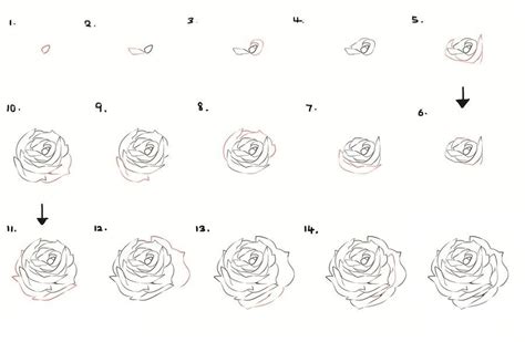 How To Draw Flowers And Trees Roses Drawing Flower Drawing Roses