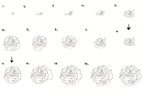 From van gogh's sunflowers to o'keefe's lilies, flowers have always been a popular our artist has gathered some of her favorites for creating a realistic rose painting. How to Draw a Flower | Flower drawing tutorials, Roses ...