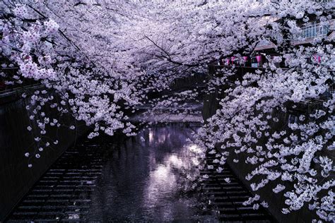 Fascinating Cherry Blossoms Over A River In Japan Wave Avenue