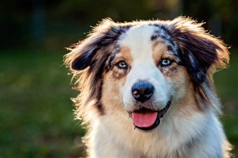 Portrait Of Cute Smiling Australian Shepherd Dog Or Aussie With Blue