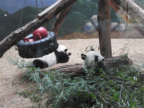 Zoo Atlanta Pandas November 2018 Flickr