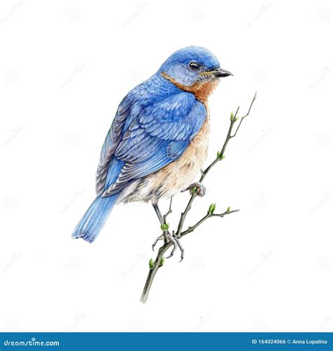Bluebird Sitting On A Branch Watercolor Illustration Eastern Sialia