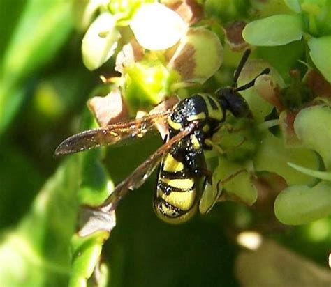 Chalcid Wasp Leucospis Affinis Bugguidenet