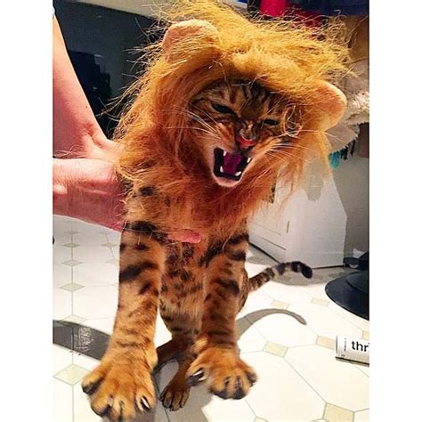 11 Cats With Manes Because They Are Really Lions At Heart