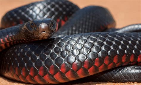 Red Bellied Black Snake Australian Geographic