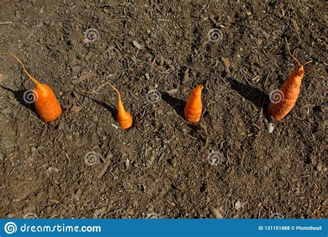 Carrots In Soil Stock Photo Image Of Growth Daylight 131151888