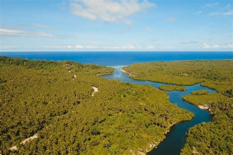 Mangrove Forest In Asia Philippines Siargao Island Featuring Aerial In