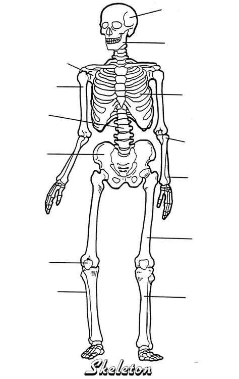 Blank Skeleton Diagram To Label Human Body Anatomy
