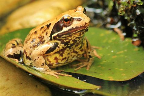 What Do Frogs Eat Frogs And Toads Reptiles And Amphibians Science