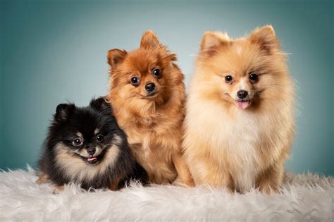 Pomeranians Everything You Need To Know About This Dog Breed Petsmart