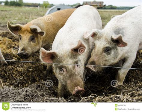 Organic Pigs From The Organic Farm Stock Photo Image Of Close