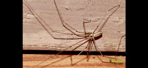 A thread in the insect and spider identification forum, titled closed: The Top 4 Creepiest Spiders in Arkansas - Command Pest Control