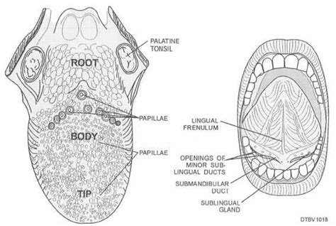 Diagram Split Frenulum Diagram Mydiagramonline