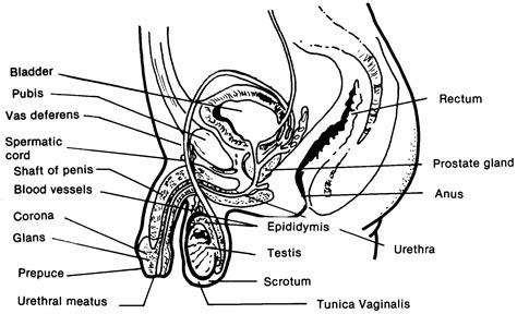Male human anatomy vector diagram. Images 08. Urogenital Systems | Basic Human Anatomy