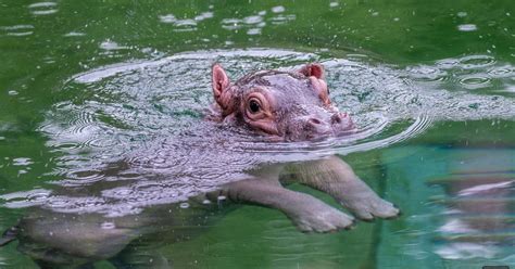 Dallas Zoos Hippo Mom Is Ready For You To Meet Her Curious Water