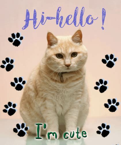 Cat Says Hi Hello Free Hi Hello Ecards Greeting Cards 123 Greetings
