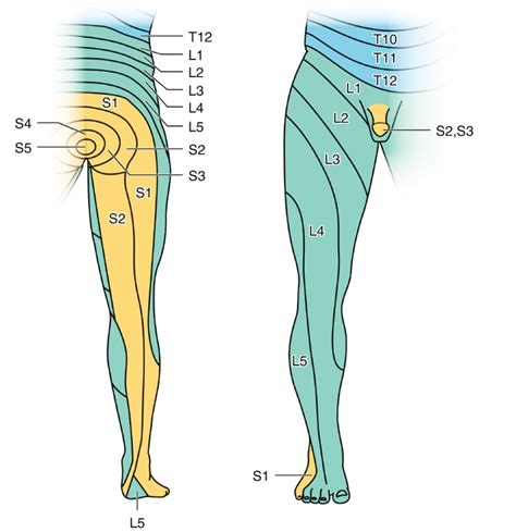 Dermatomes Of The Lower Limb Sexiz Pix
