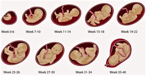 Pregnancy in weeks, months, and trimesters. Get a clear picture of the your baby through baby #Baby # ...