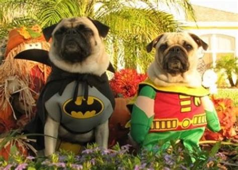 Perros Disfrazados De Superheroes