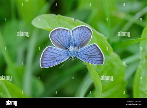 Male Mazarine Blue Butterfly Cyaniris Semiargus Stock Photo Alamy