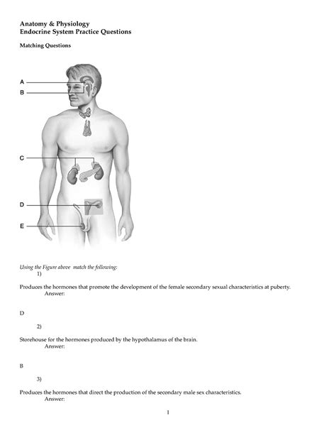 Endocrine Test Bank Exam Review Questions With Answers Anatomy