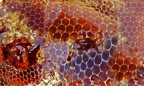 Bee removal cost depends on factors such as the type of bee and where it's nesting. what is honey - Live Bee Removal