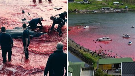 Ca Adores Matam Mais De Golfinhos E Baleias Na Dinamarca Record