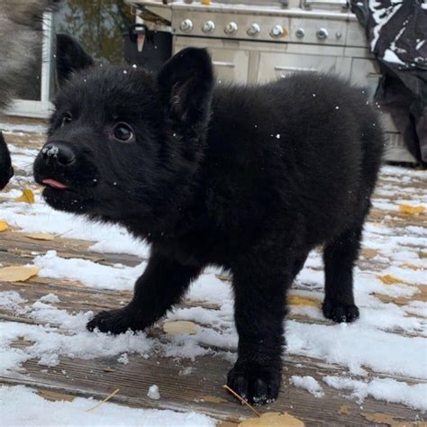 Got to meet my parents new puppy today. He looks like a little black wolf. : aww | Wolf dog