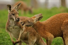 Image result for 2 male kangaroos 