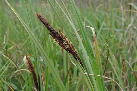 Greater Pond Sedge Carex Riparia Growing Guides