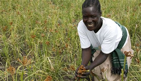 Supporting Agriculture Inclusive Markets In Uganda Borgen