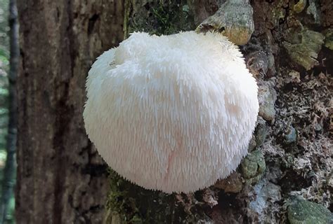 Mushroom Hunters Of North Georgia