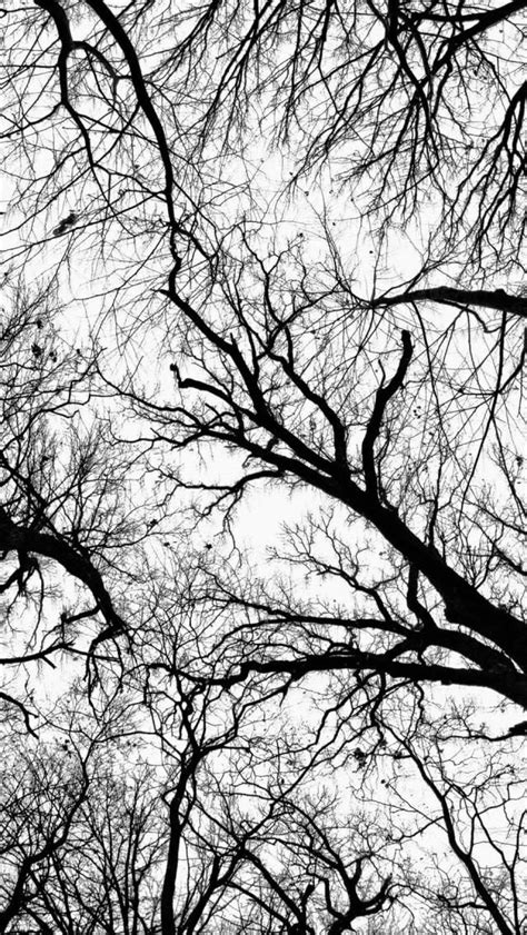 35 Gambar Wallpaper Black And White Trees Terbaru 2020 Miuiku