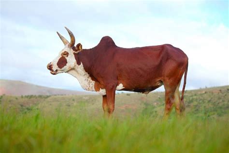 10 of the most exceptional cattle breeds